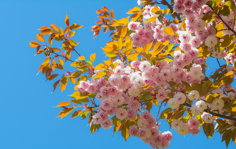Cerisiers en fleurs